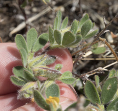 Acmispon brachycarpus