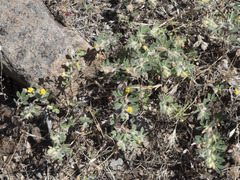 Acmispon brachycarpus