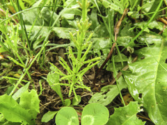 Equisetum arvense image