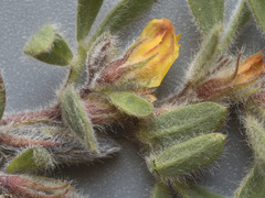 Acmispon brachycarpus
