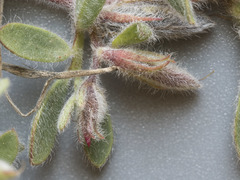 Acmispon brachycarpus