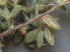 Acmispon brachycarpus