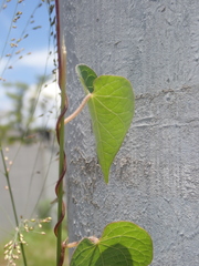 Ipomoea obscura
