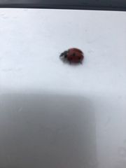 Coccinella septempunctata