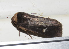 Proteuxoa cinereicollis