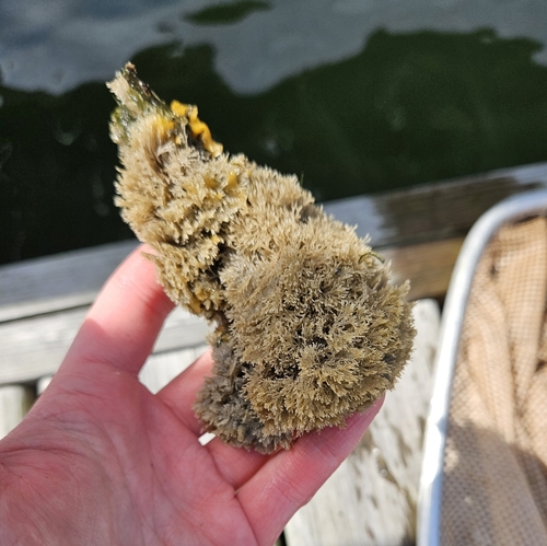 Bugulina stolonifera observed 2024-07-26