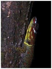 Trinidad Gecko photo 5