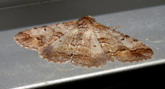 Gastrinodes bitaeniaria