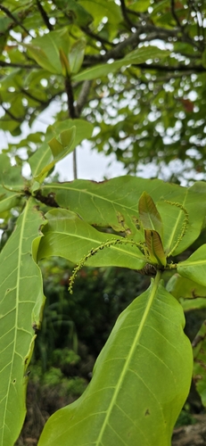 Terminalia catappa observed 2024-07-28
