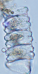 Desmidium