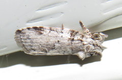 Garella vallata