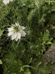 Nigella damascena