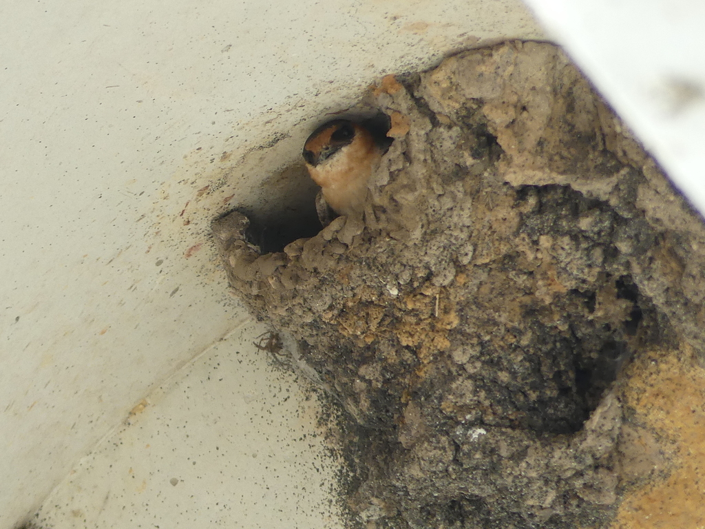 Cave Swallow