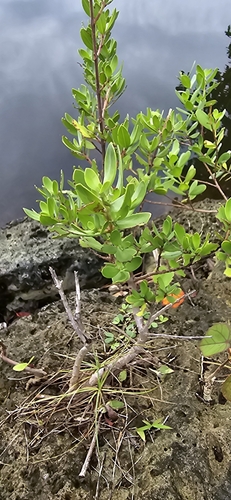 Pemphis acidula observed 2024-07-28