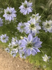 Nigella damascena