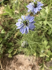 Nigella damascena