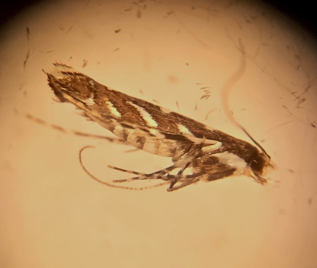 Locust Moth Locust Digitate Leafminer Moth from 301 Peninsula Dr, Millcreek ...