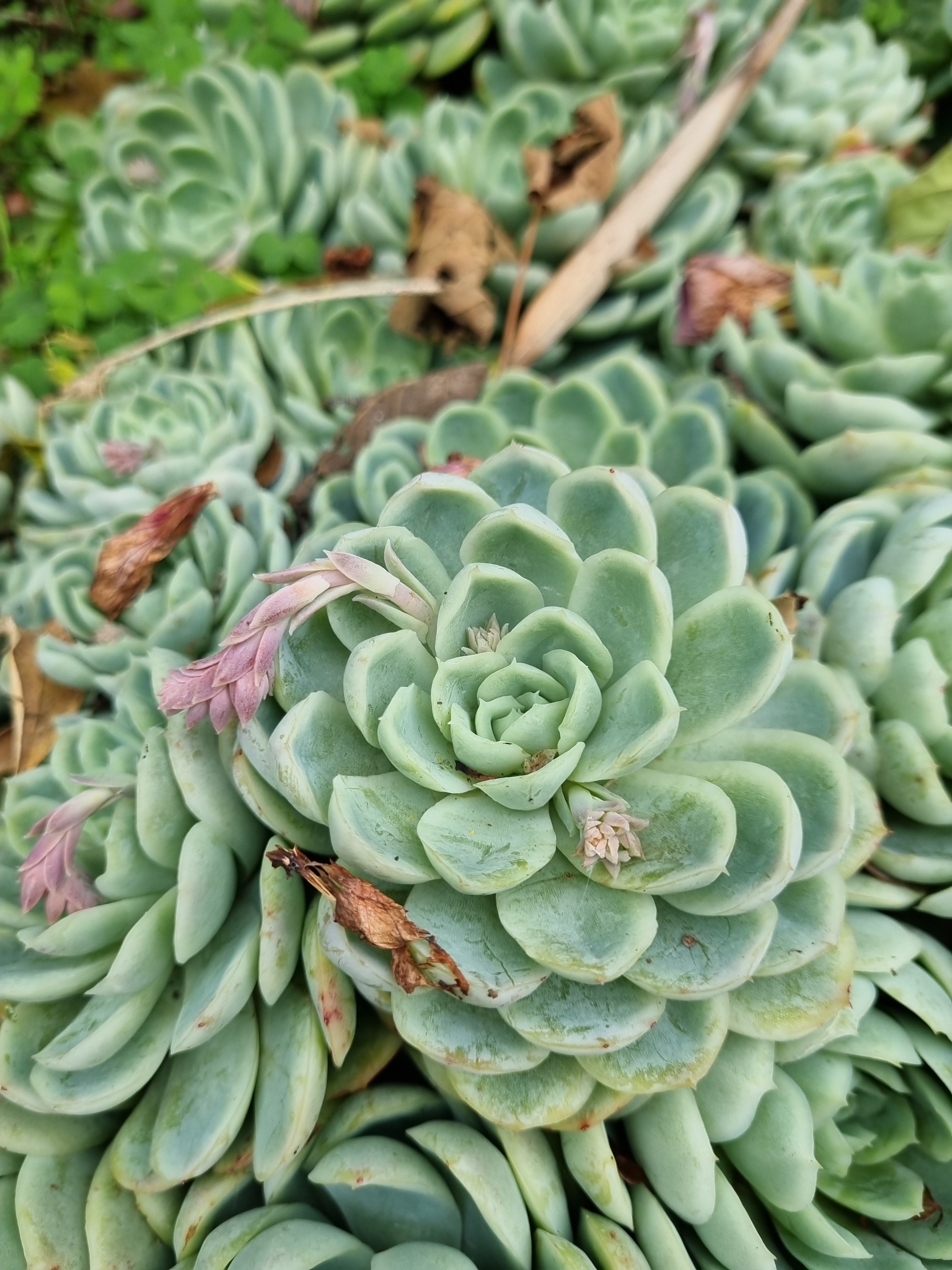 Imagem de Rosa-de-pedra