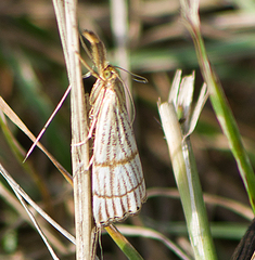 Chrysocrambus linetella