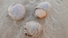 Dioscorea bemarivensis