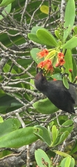 Micronesian Myzomela