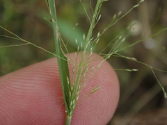 Panicum bisulcatum