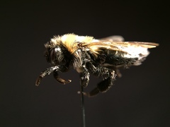 Andrena vaga