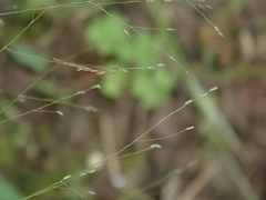 Panicum bisulcatum