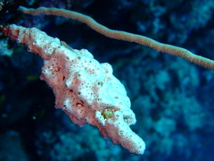 Bryaninops spongicolus