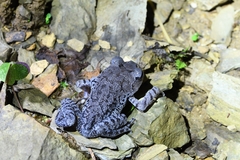 Emei Moustache Toad photo 4