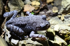 Emei Moustache Toad photo 3