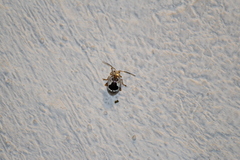 Acrocyum dorsalis