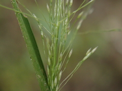 Panicum bisulcatum