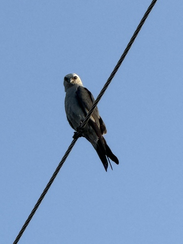 Mississippi Kite photographed in Kansas