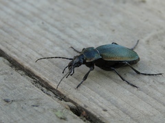 Carabus regalis