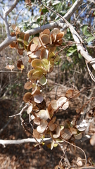 Dioscorea bemarivensis