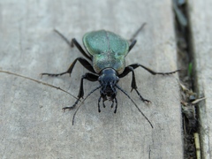 Carabus regalis