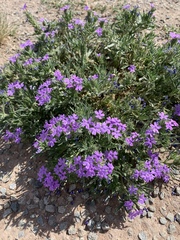 Glandularia latilobata