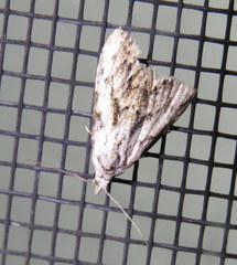 Nola pleurochorda