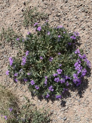 Glandularia latilobata