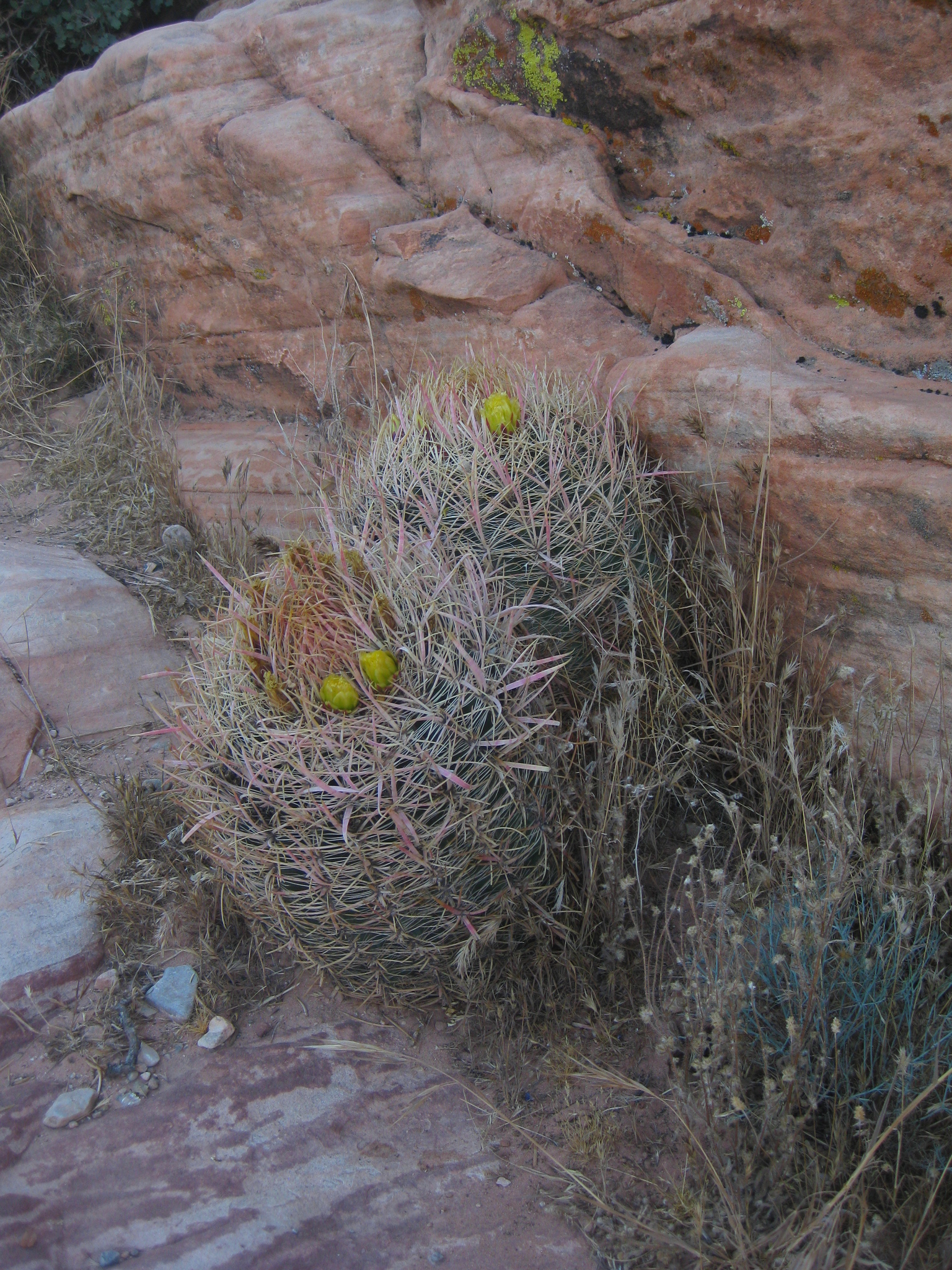 Ferocactus cylindraceus ssp. cylindraceus