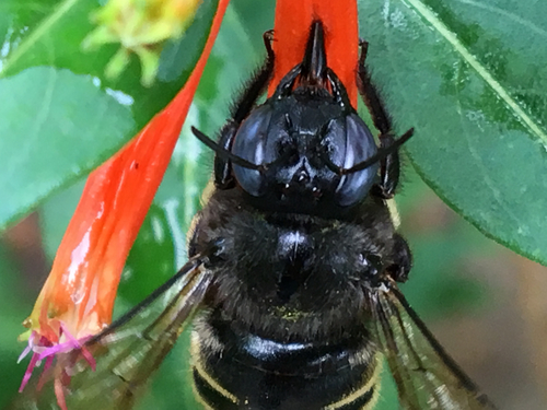 Horse-fly Carpenter Bee