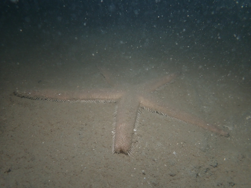 Luidia longispina