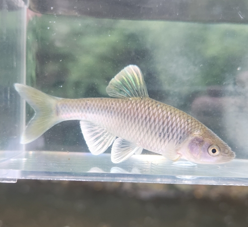 Satinfin shiner (Cyprinella analostana) — Cyprinidae — 5