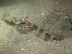 Thread Goby photo 2