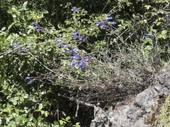 Penstemon azureus
