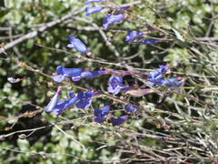 Penstemon azureus