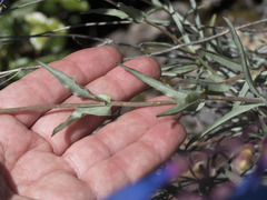 Penstemon azureus