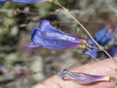 Penstemon azureus