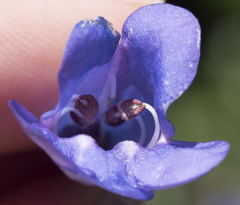 Penstemon azureus
